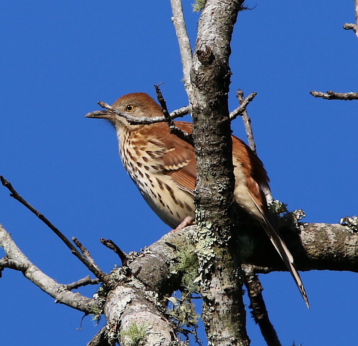 Brown Thrasher - Lori White