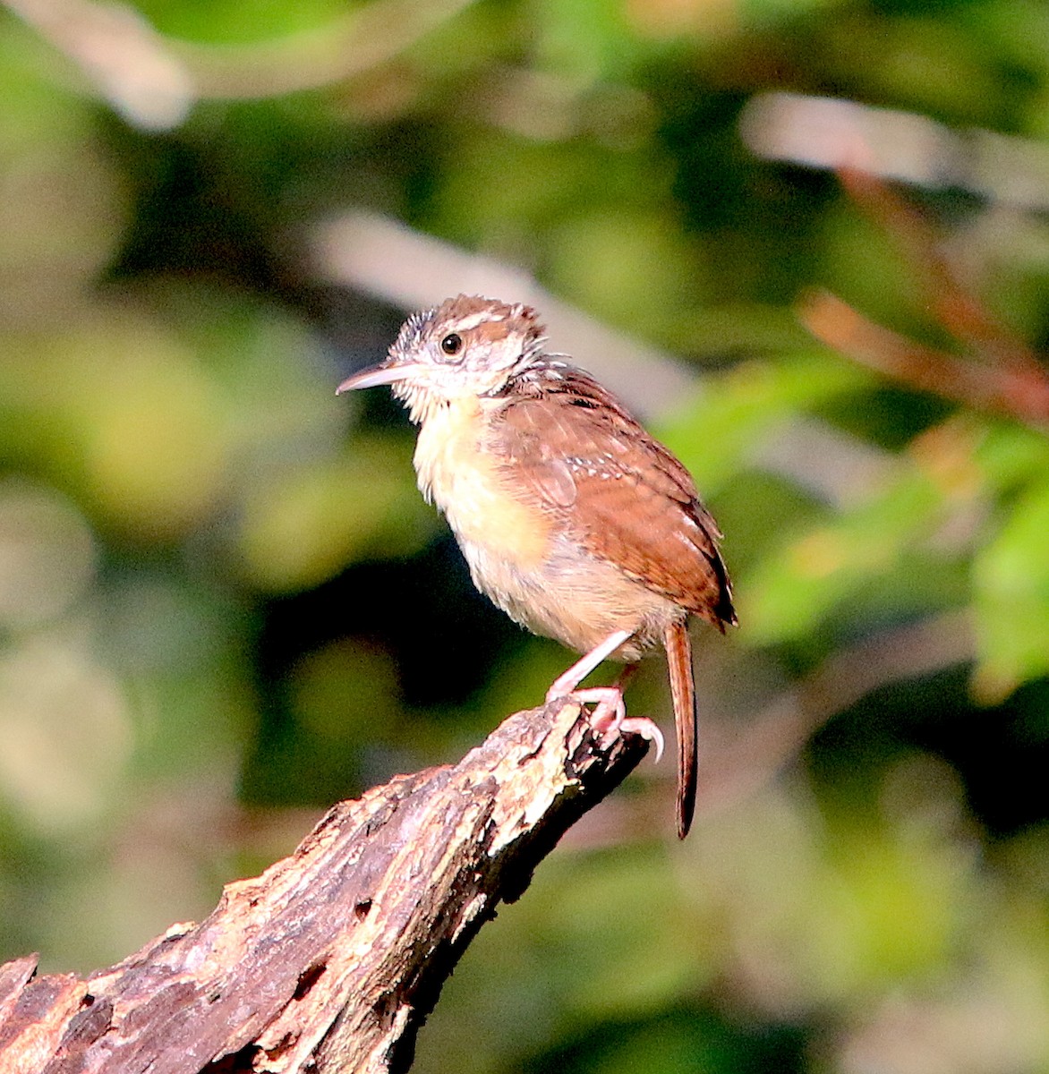 Carolina Wren - Lori White