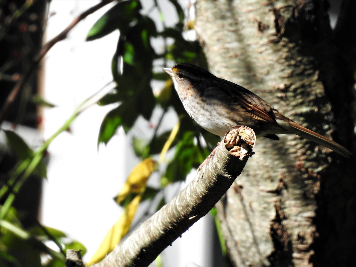 White-throated Sparrow - ML267327911