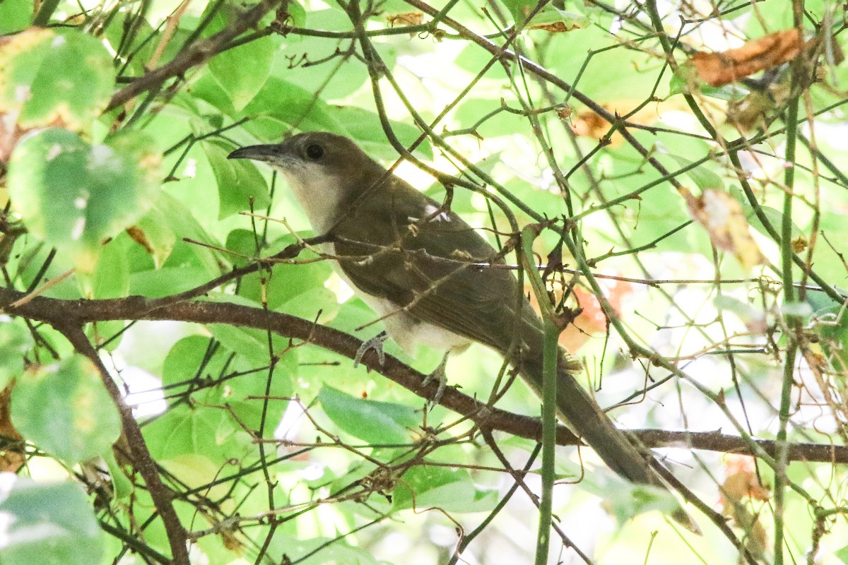 Black-billed Cuckoo - ML267329441