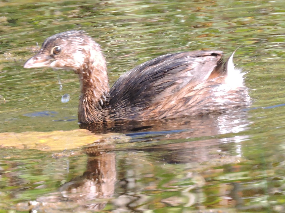 Pied-billed Grebe - ML267329581