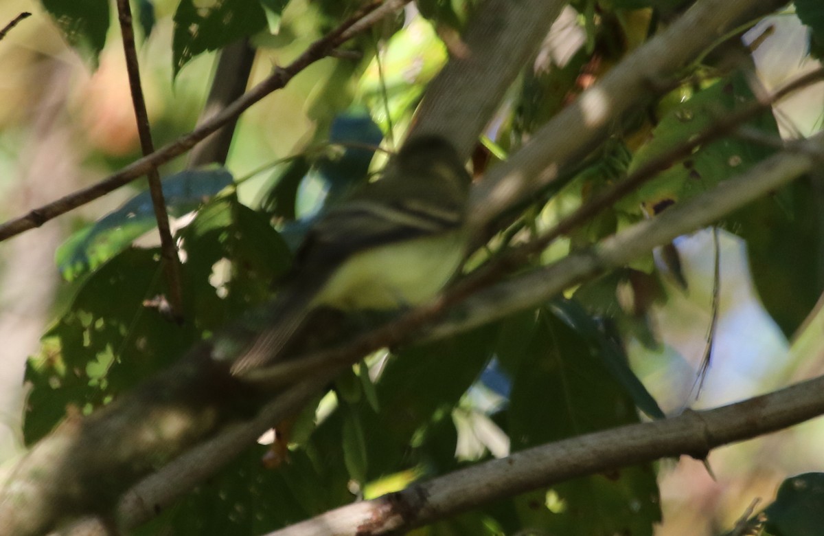 Yellow-bellied Flycatcher - ML267333171