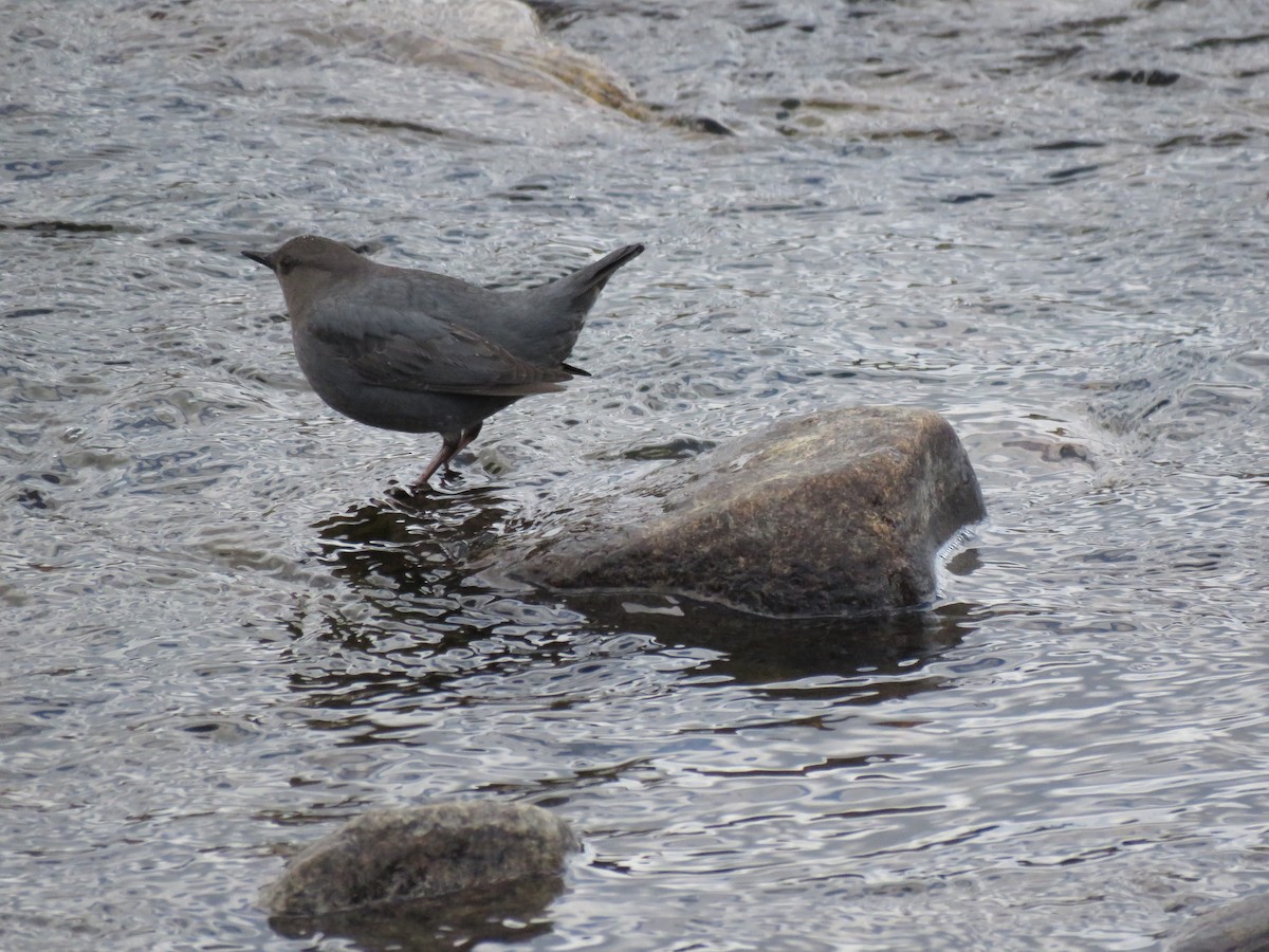 American Dipper - ML26733431