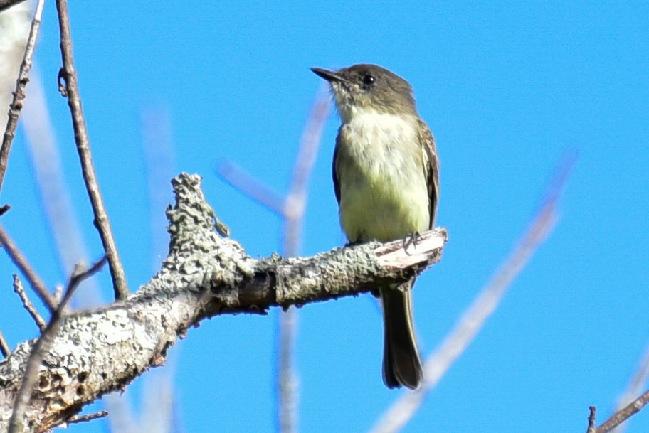 Eastern Phoebe - Cristine Van Dyke