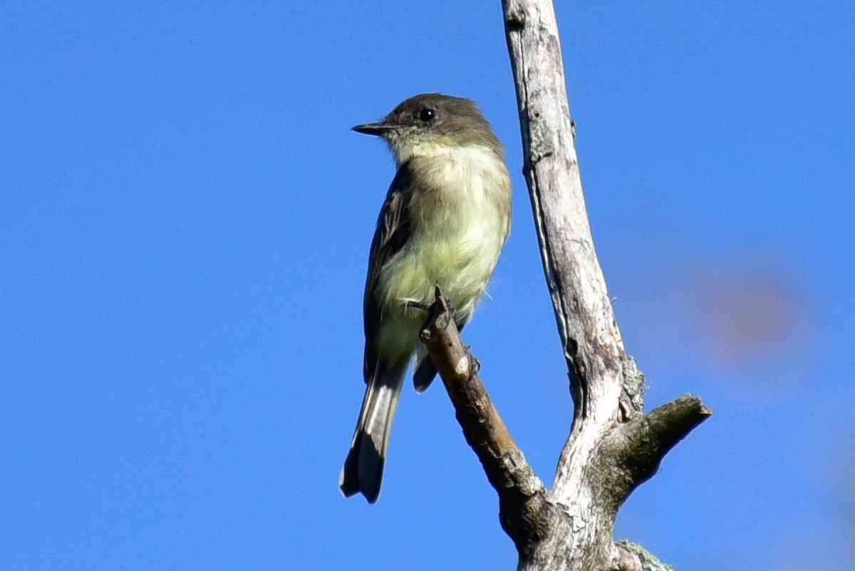 Eastern Phoebe - Cristine Van Dyke