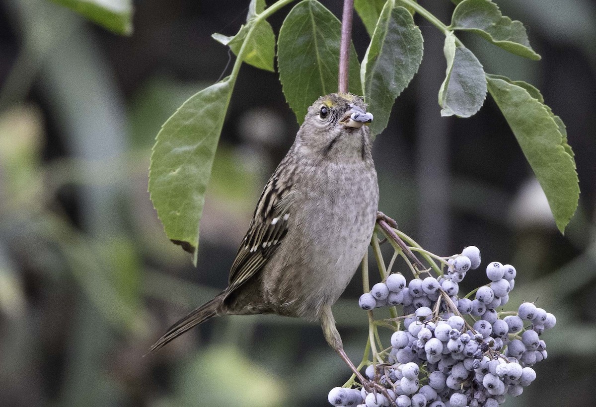 Golden-crowned Sparrow - Jeffrey Barnum