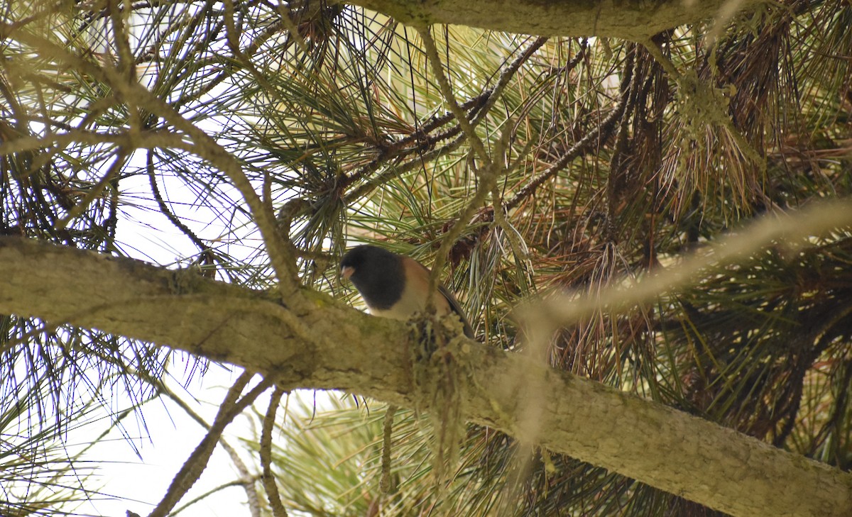 Dark-eyed Junco (Oregon) - ML267340921