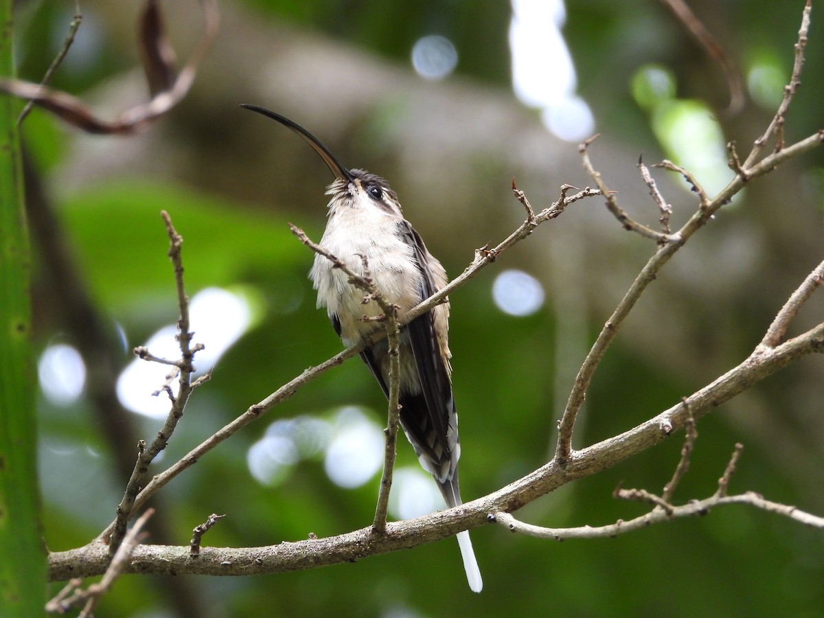 Длинноклювый колибри-отшельник - ML267341801
