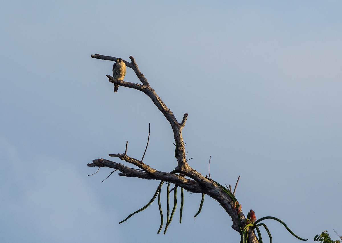 Halcón Peregrino - ML26734381