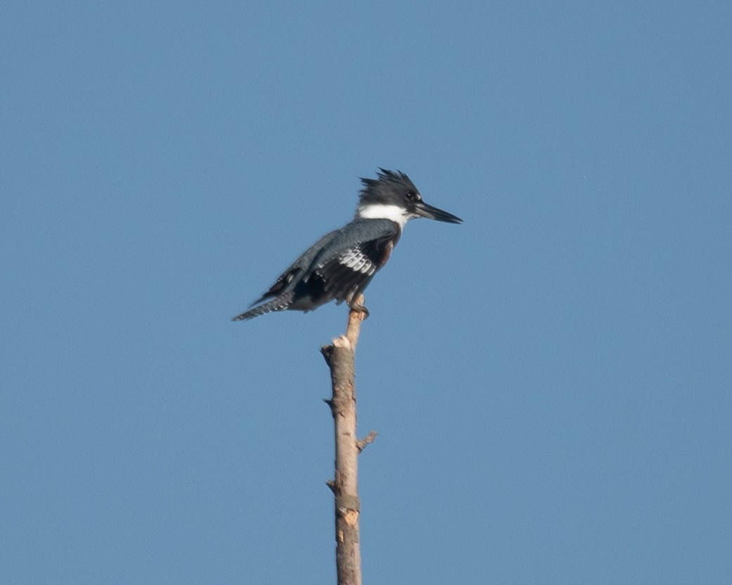 Belted Kingfisher - ML267344151