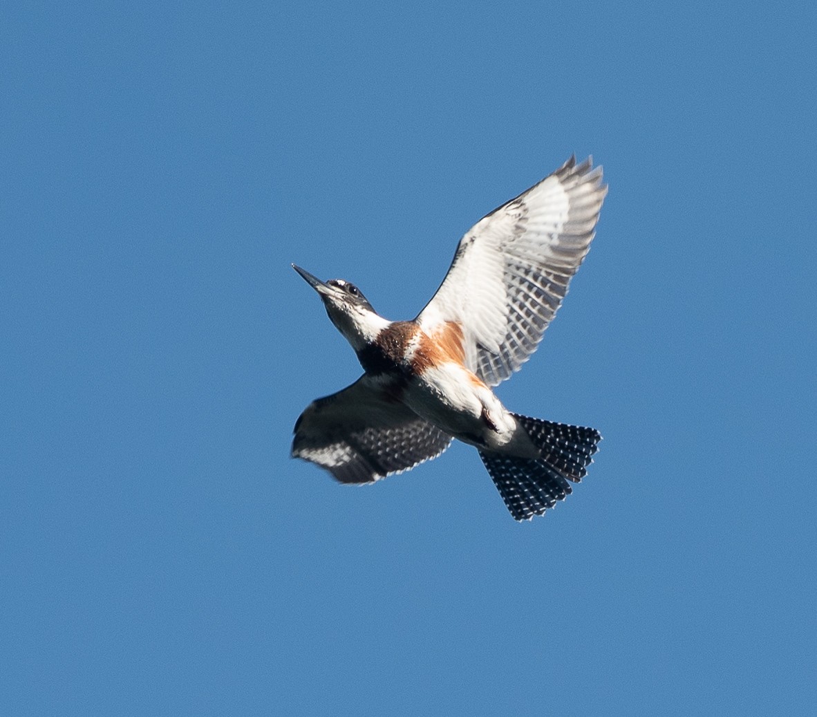 Belted Kingfisher - ML267344161