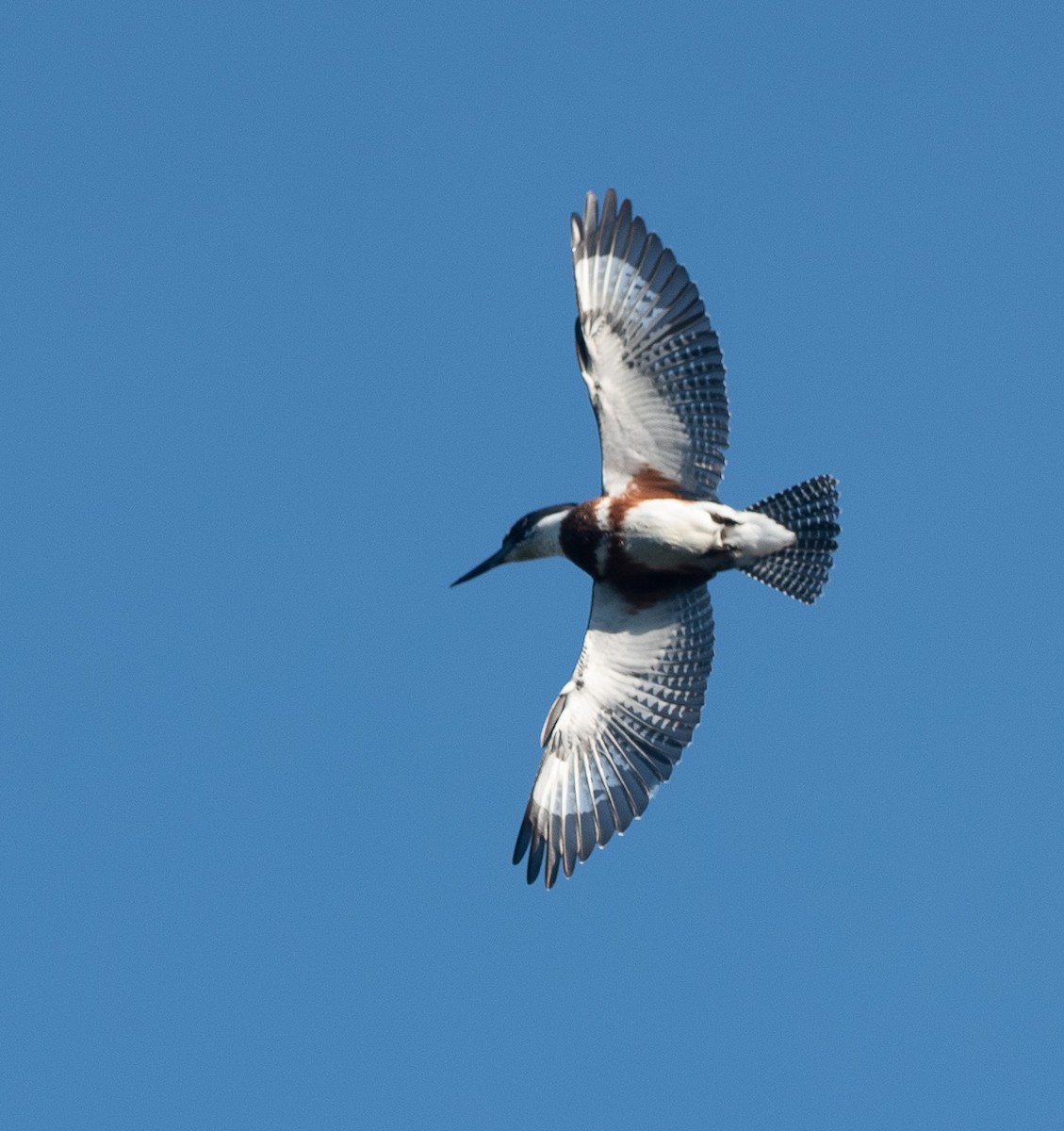 Belted Kingfisher - ML267344181