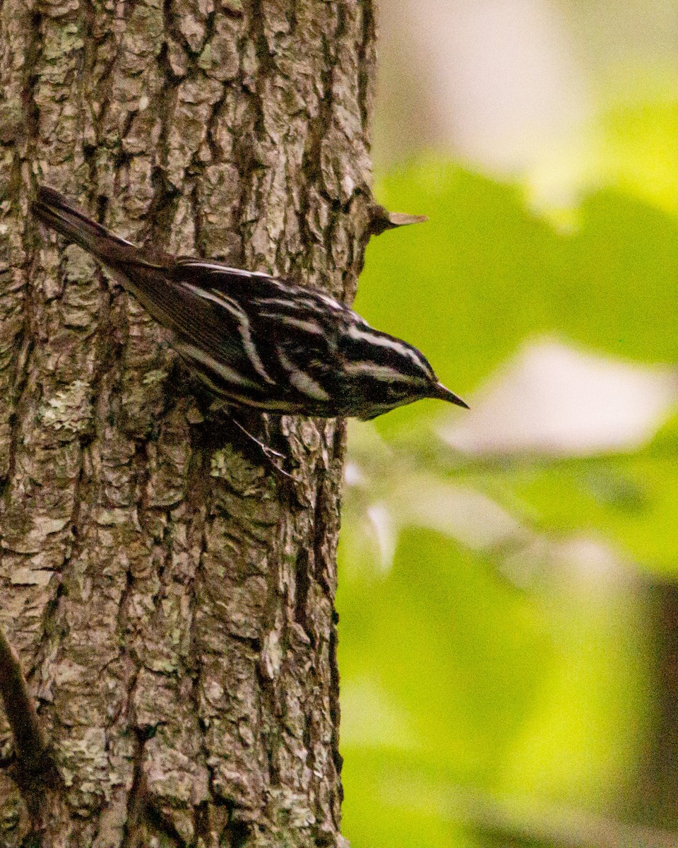Black-and-white Warbler - ML267345501