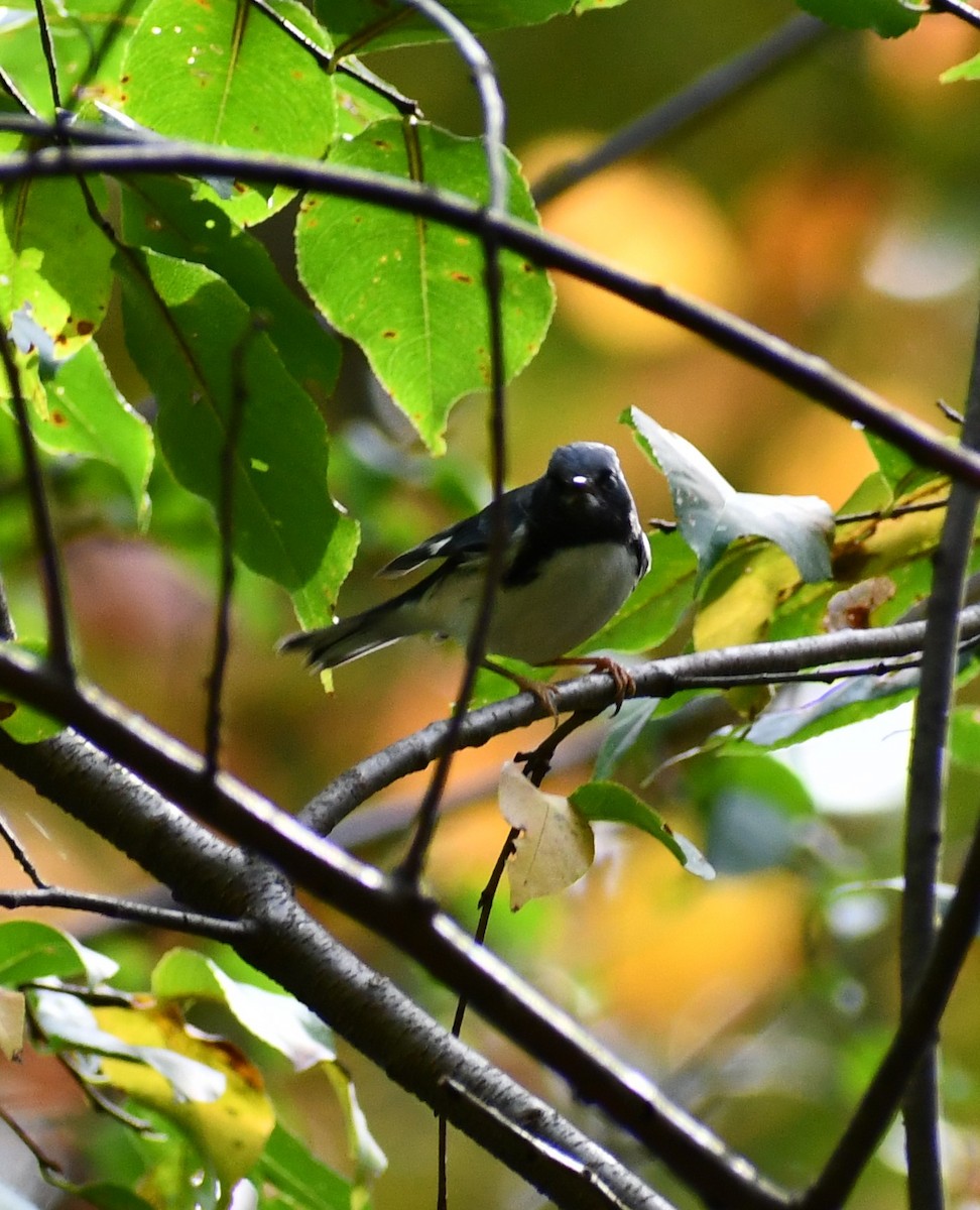 Black-throated Blue Warbler - ML267349011