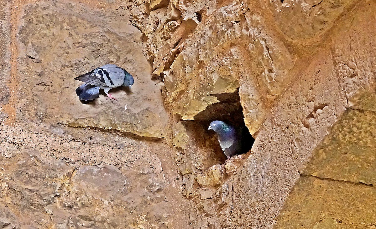 Rock Pigeon - ML267349821