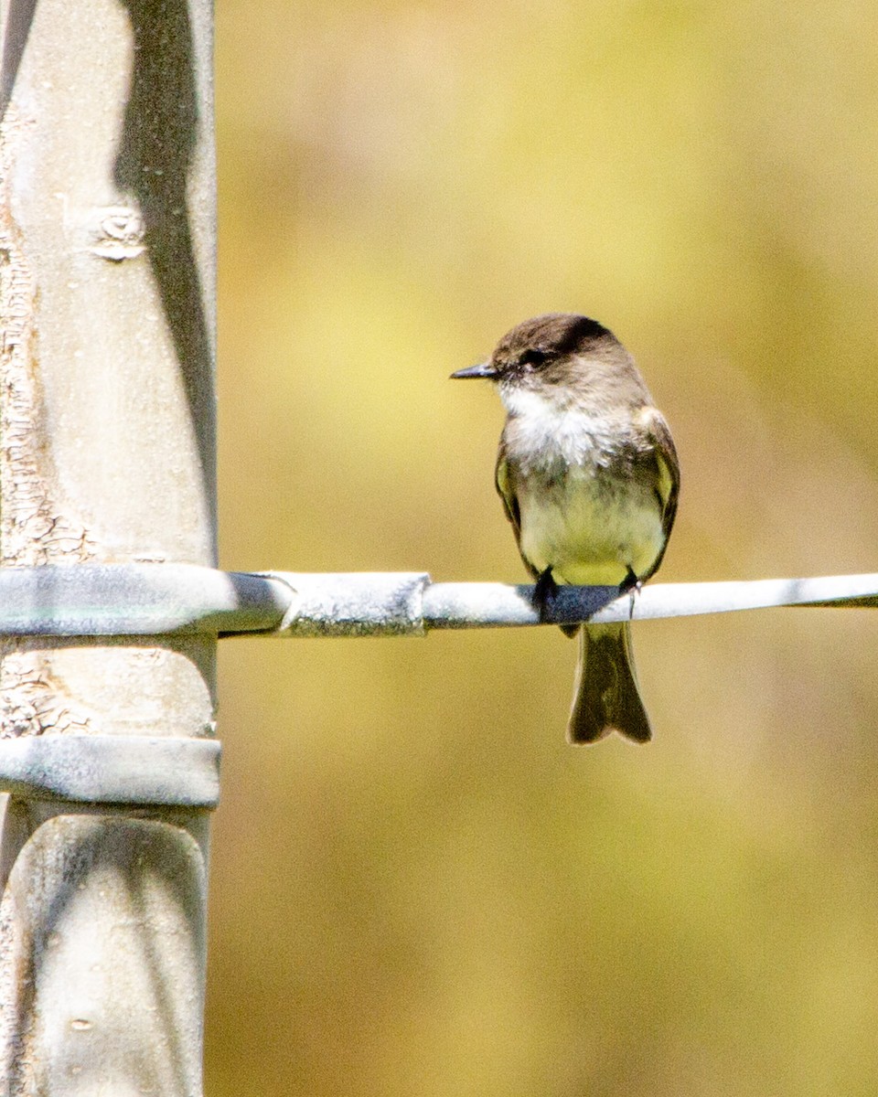 Eastern Phoebe - ML267350181