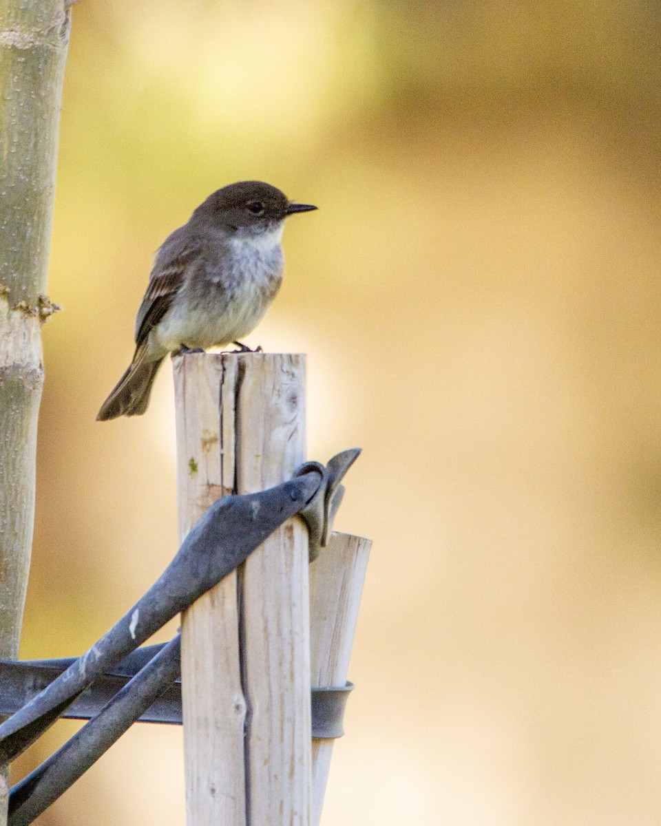 Eastern Phoebe - ML267350201