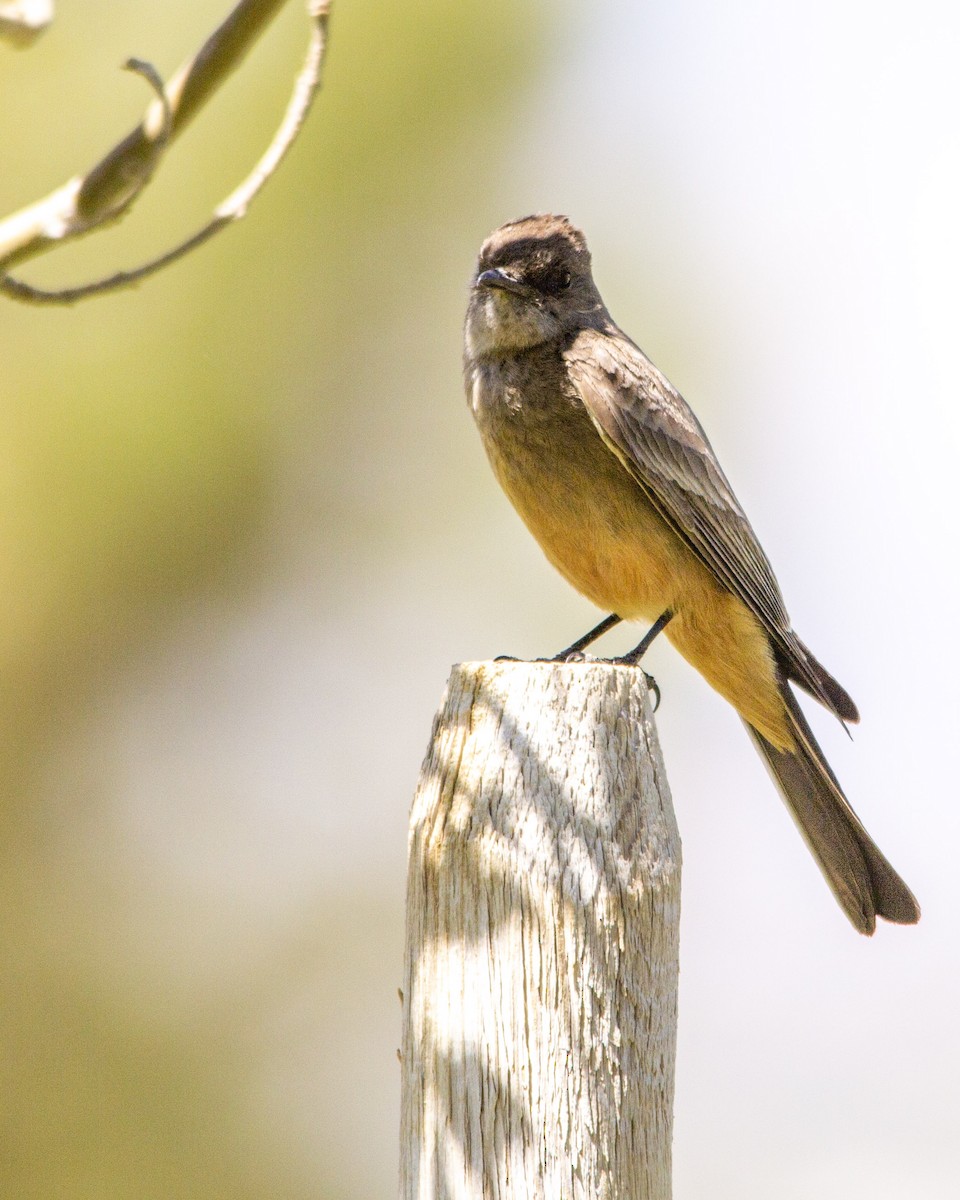 brunfibi - ML267350221