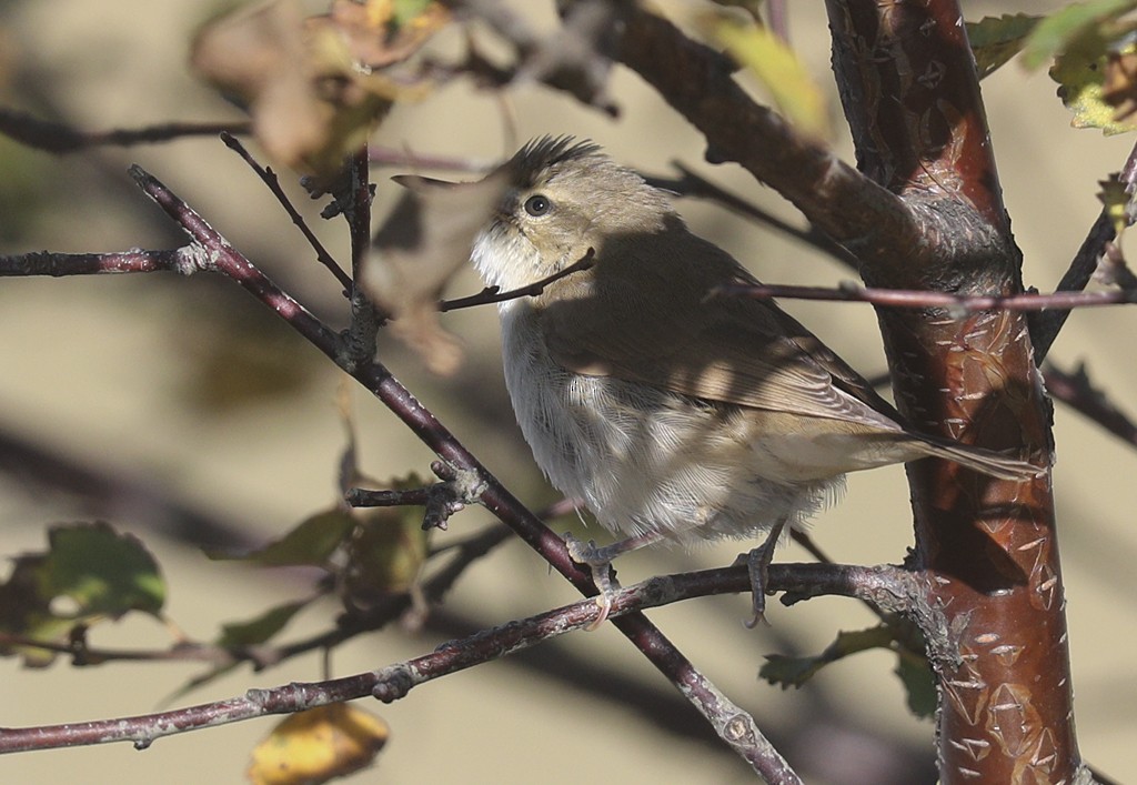 Blyth's Reed Warbler - ML267351091