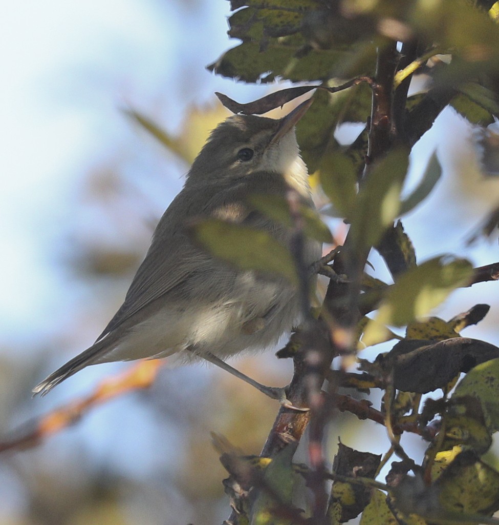 Blyth's Reed Warbler - ML267351101