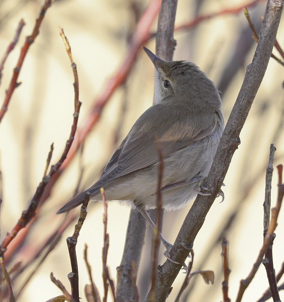 Blyth's Reed Warbler - Alex Máni Guðríðarsson