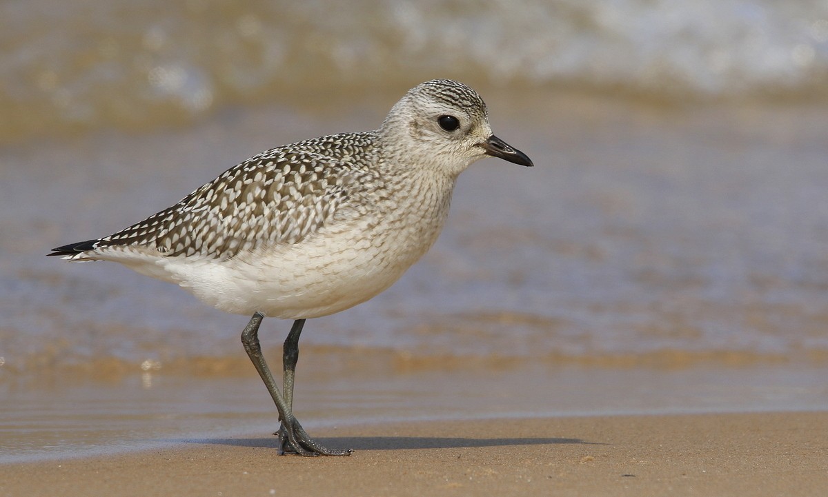 Black-bellied Plover - ML267352981