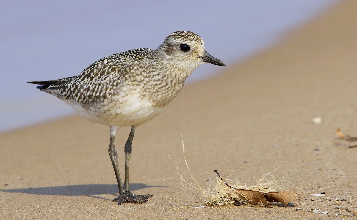 Black-bellied Plover - ML267353061