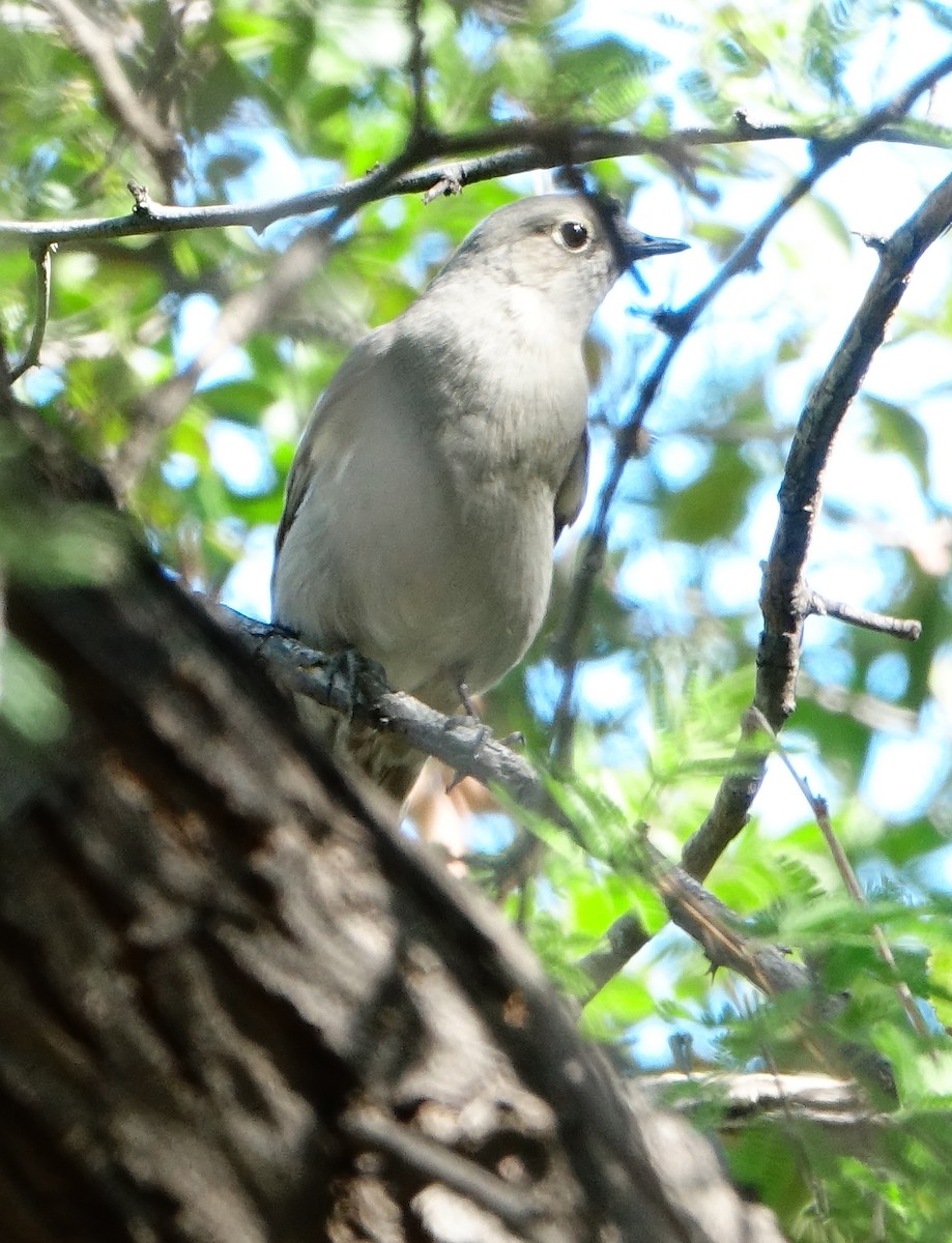 Townsend's Solitaire - Carolyn Ohl, cc