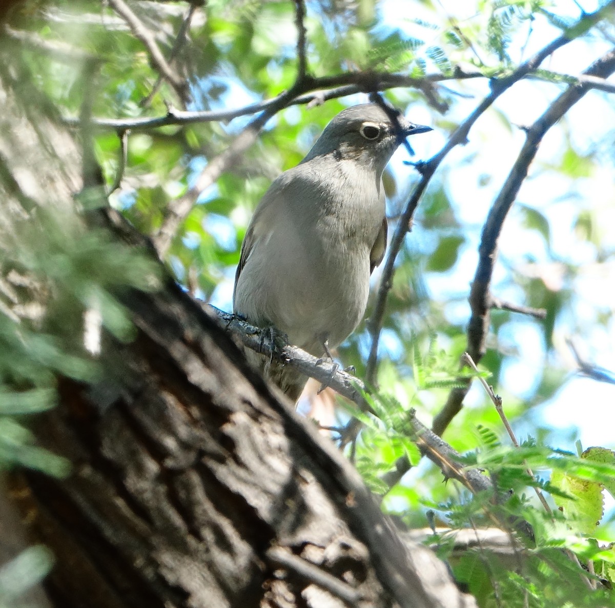 Townsend's Solitaire - Carolyn Ohl, cc