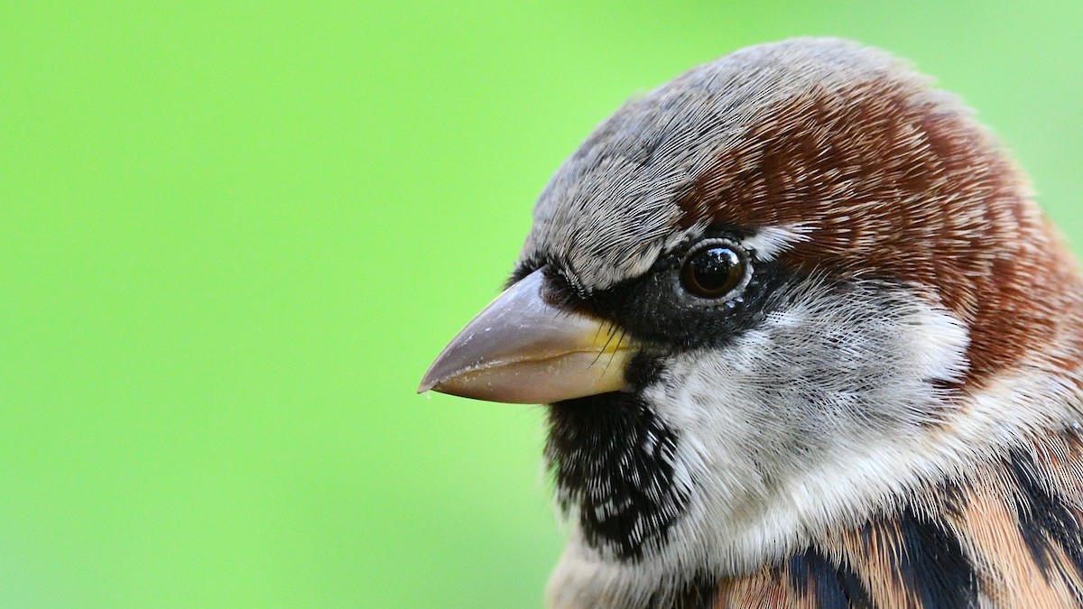 House Sparrow - ML267356711