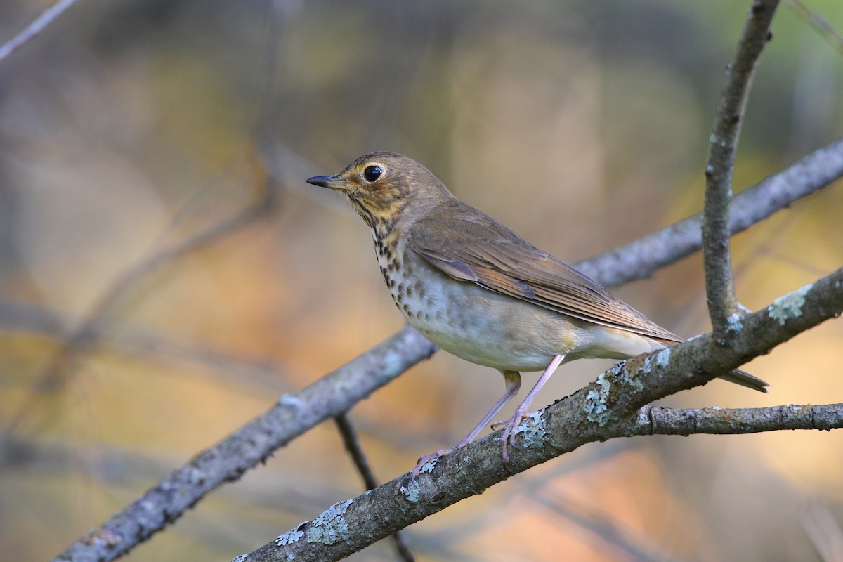 Swainson's Thrush - ML267356961