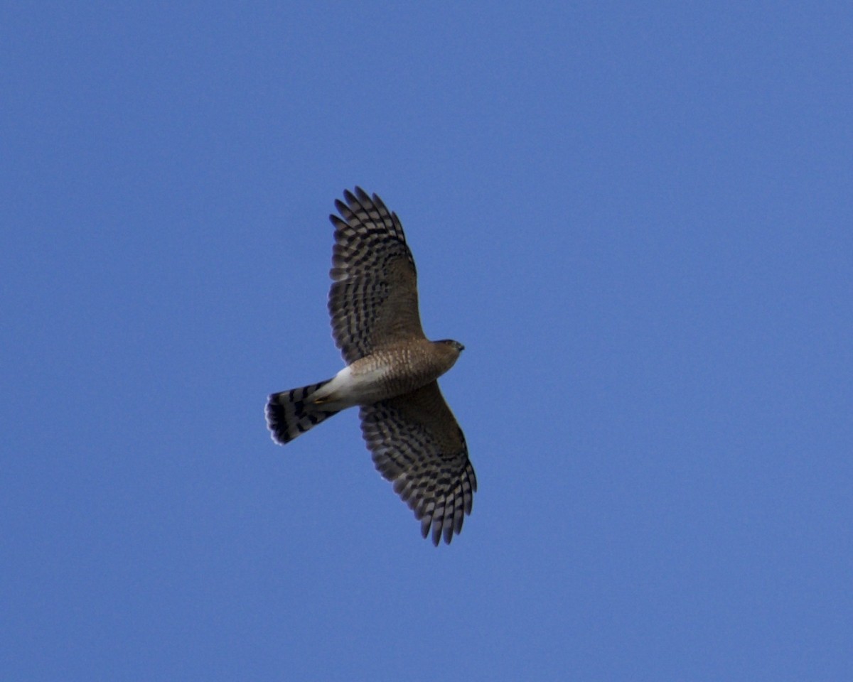 Sharp-shinned Hawk - ML267358431