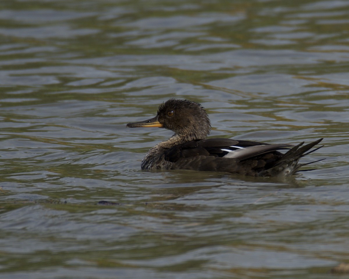 Hooded Merganser - ML267358731