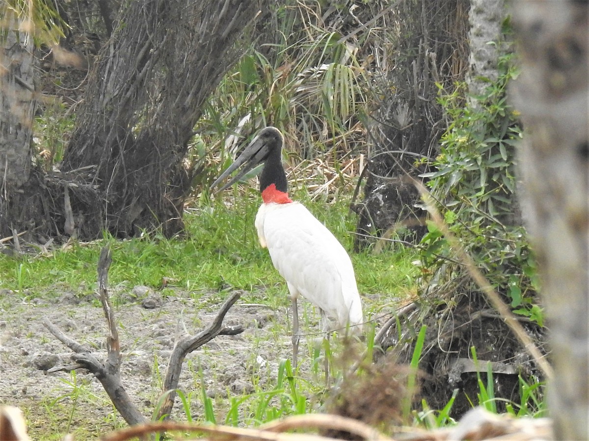 čáp jabiru - ML267359071