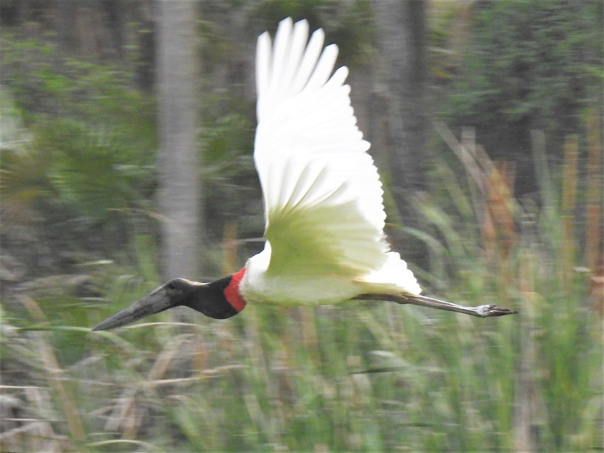 Jabiru d'Amérique - ML267359091