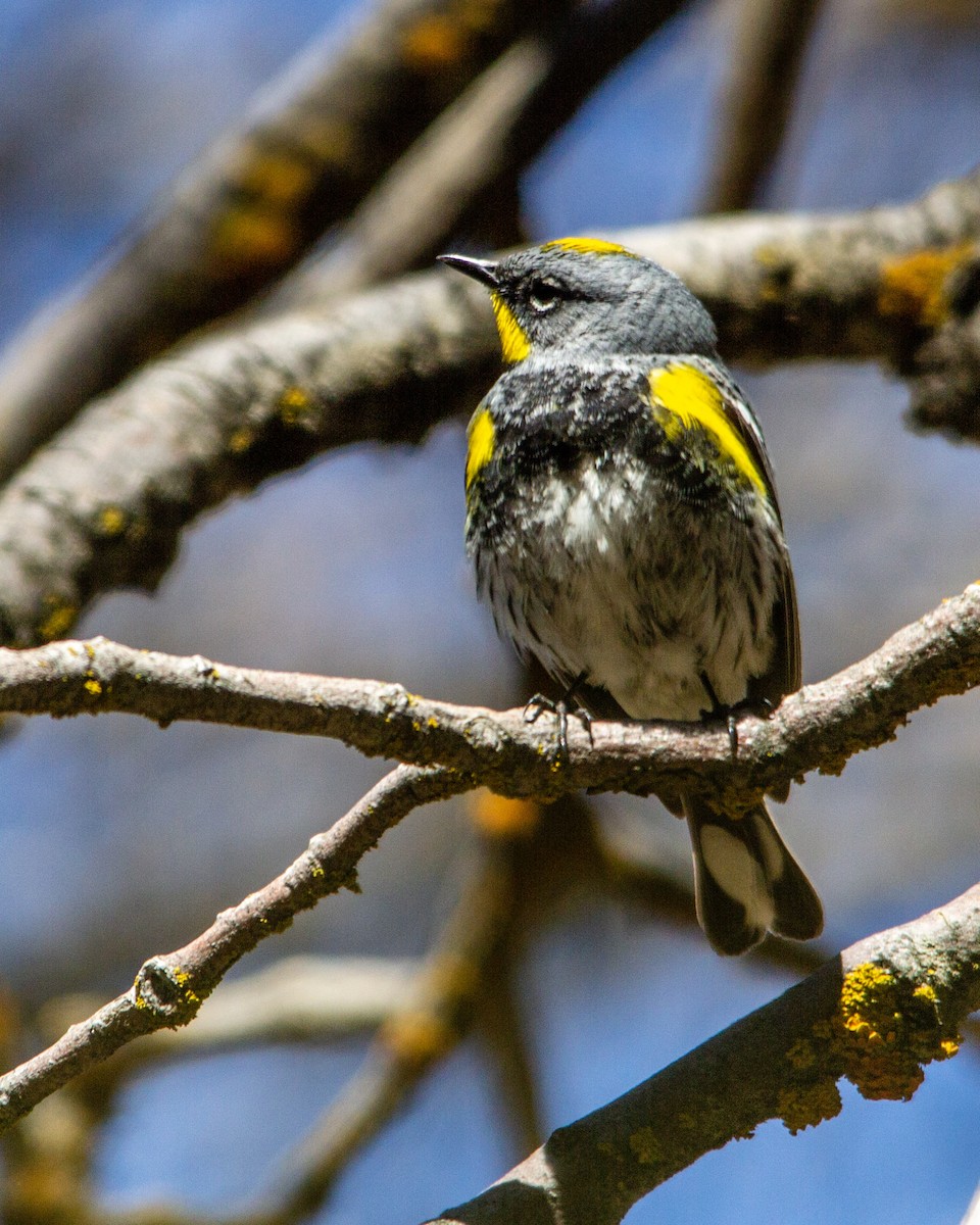Yellow-rumped Warbler (Audubon's) - ML267361351
