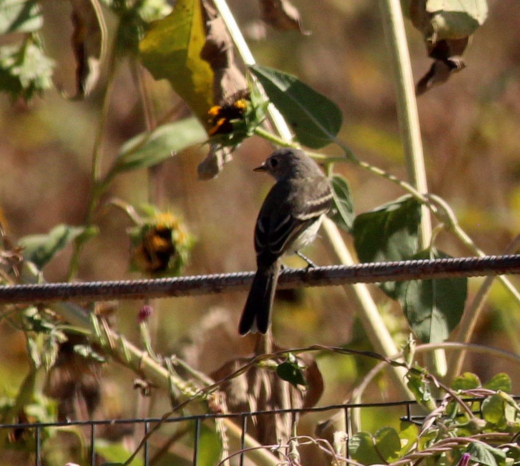 myrteparula (auduboni) (sitronstrupeparula) - ML267361631