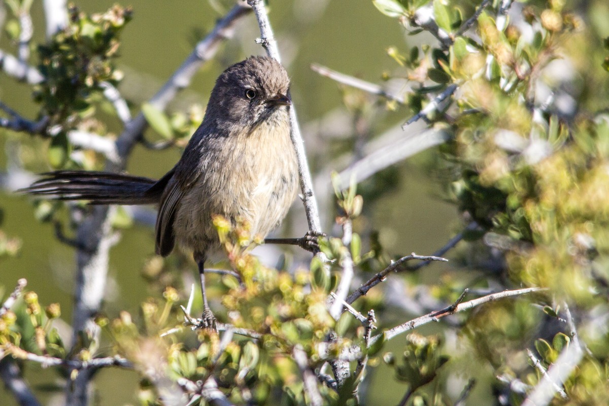 Wrentit - ML267361671