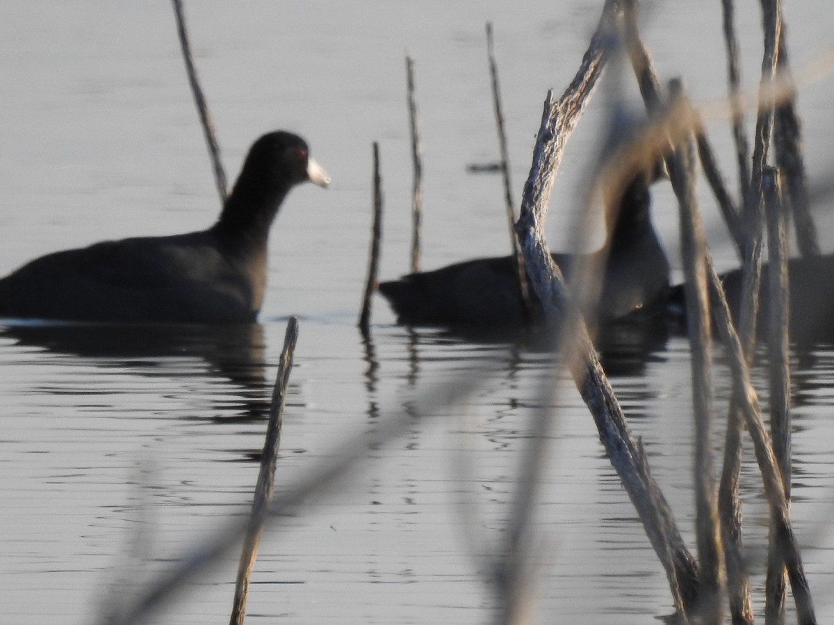 American Coot - ML267362371