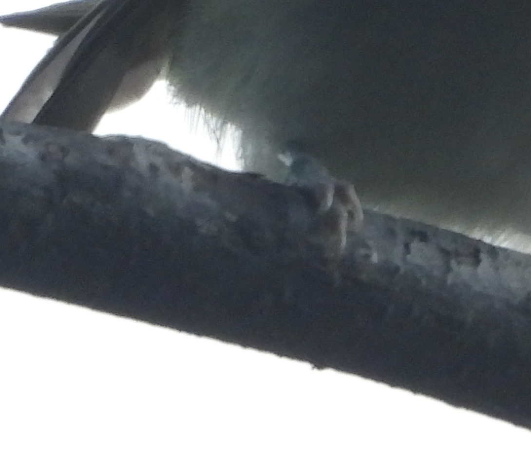 Red-eyed Vireo - Manny Salas