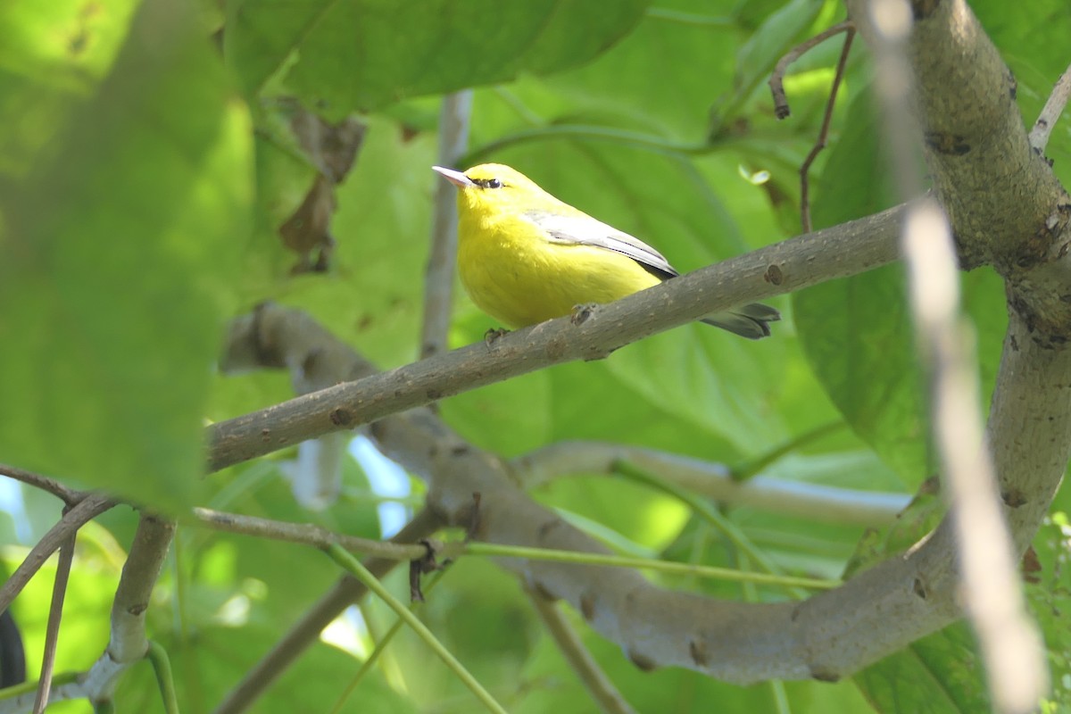 Blue-winged Warbler - ML267366051