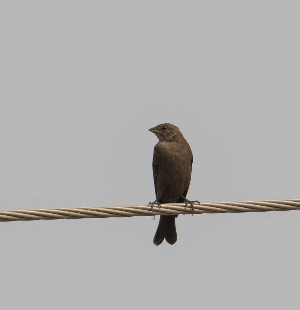 Brown-headed Cowbird - ML267367301