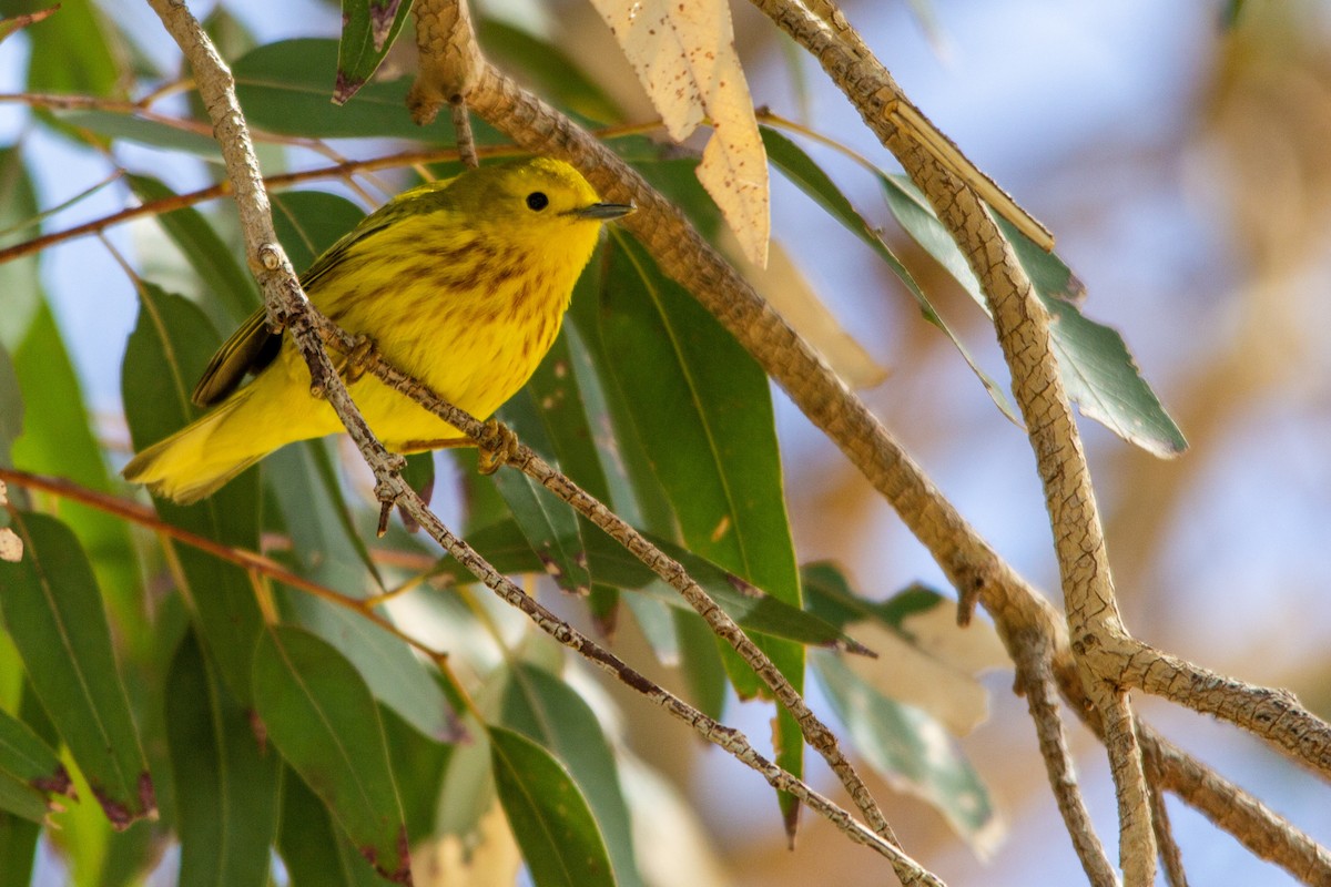 Yellow Warbler - ML267367741