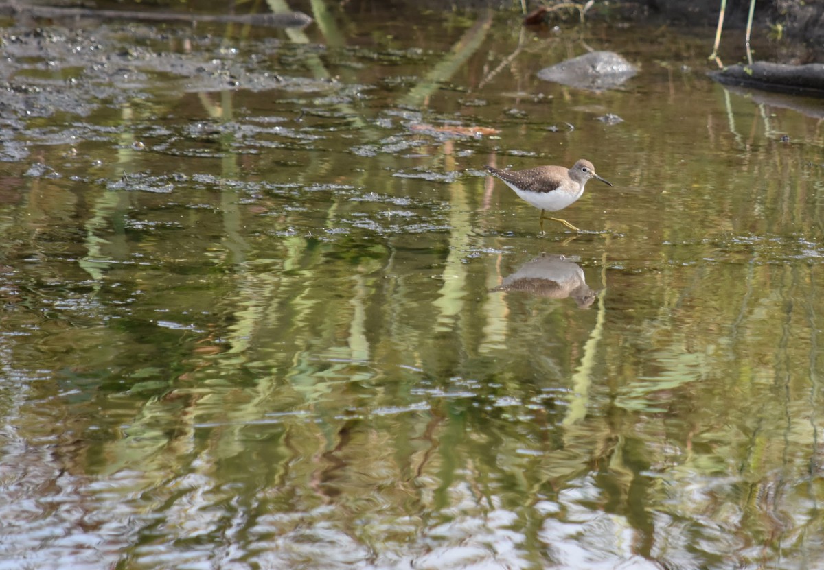 Solitary Sandpiper - ML267368261