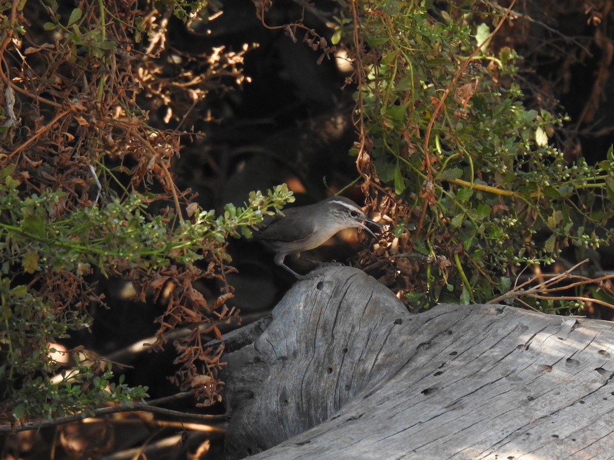 Bewick's Wren - Gisele Schoene