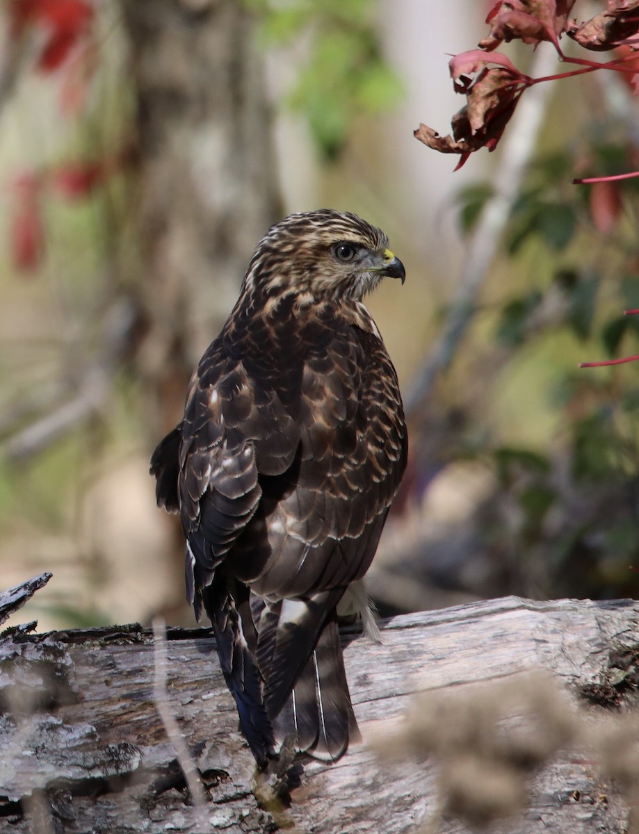 Broad-winged Hawk - JoEllen Harris