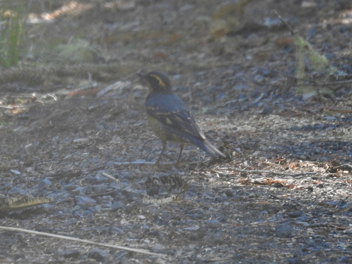 Varied Thrush - Erik Bergman