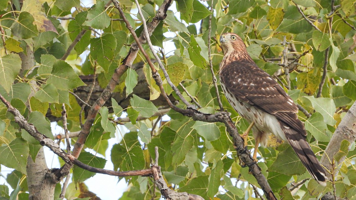 Gavilán de Cooper - ML267378051