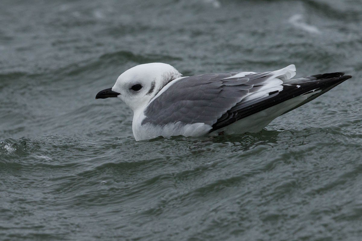 Red-legged Kittiwake - Stuart Price