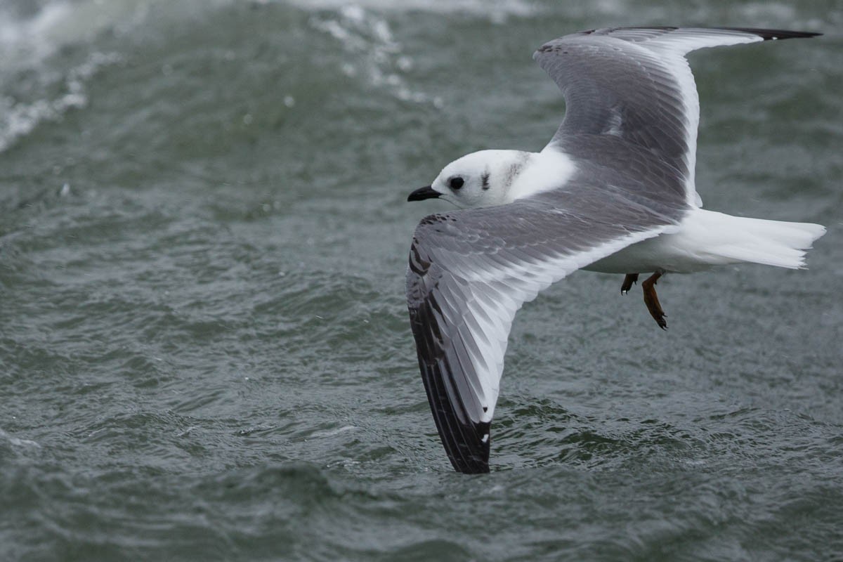 Red-legged Kittiwake - Stuart Price